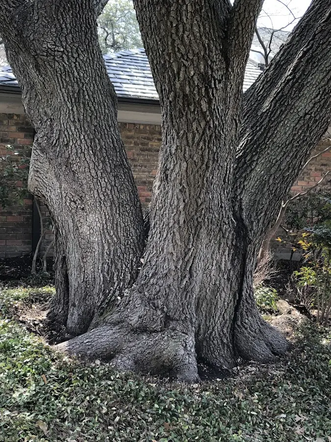 Mature heritage tree close to a Williamstown property cared for by certified arborists